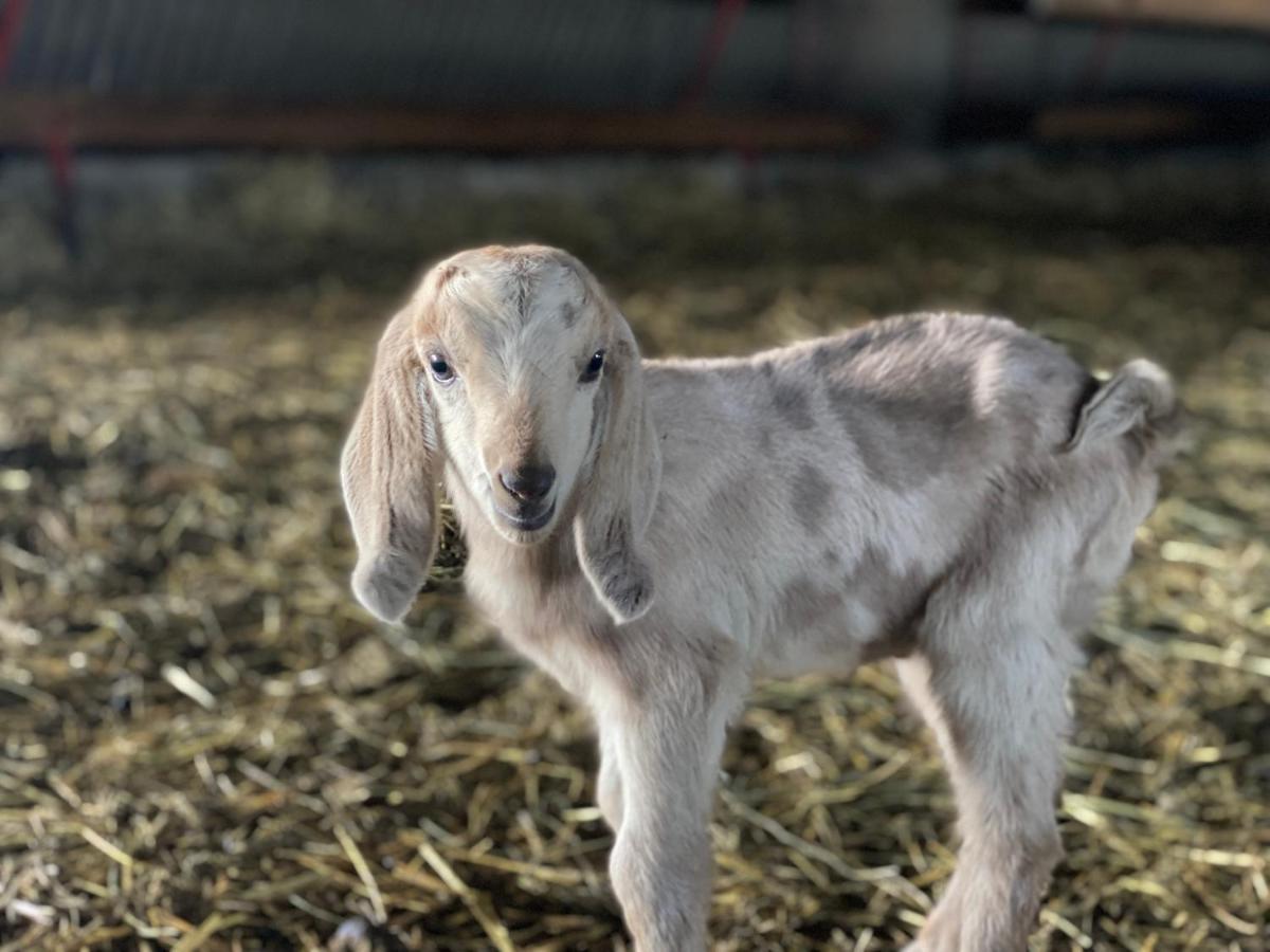 A La Ferme Avec Piscine *